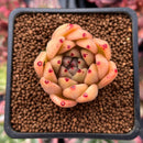 Echeveria Agavoides sp. 1" Succulent Plant