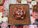 Echeveria Agavoides 'Ebony' Hybrid 1"-2" Succulent Plant