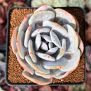 Echeveria 'Laui' 2"-3" Succulent Plant