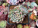 Echeveria 'Robin' 2" Cluster Succulent Plant