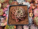 Echeveria 'Primavera' 1" Succulent Plant