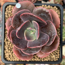Echeveria 'Blue Metal' Non-Variegated 3" Succulent Plant
