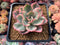 Echeveria 'Pink Harin' Variegated 3" Succulent Plant