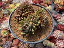 Echeveria Agavoides 'Elkhorn' Crested Cluster 7" Succulent Plant