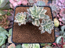 Echeveria 'Green Emerald' Variegated 3” Cluster Succulent Plant