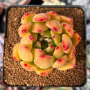 Echeveria Agavoides 'Rose Hill' 2"-3" Succulent Plant
