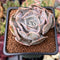 Echeveria 'Lilacina' Marble Variegated 2" Succulent Plant