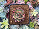 Echeveria Agavoides 'Shallot' 2" Succulent Plant