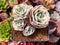 Echeveria 'Compton Carousel' 3" Cluster Succulent Plant