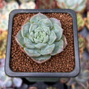 Echeveria 'Snow Drop' 1" New Hybrid Succulent Plant