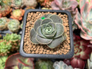 Greenovia 'El Hiero' 1" Succulent Plant