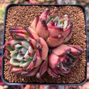 Echeveria Agavoides 'Topaz' 3" Cluster Succulent Plant