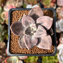 Echeveria 'Xichuensis' 2" Succulent Plant