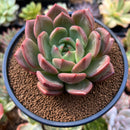 Echeveria 'White Champaign' 4" Succulent Plant