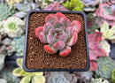 Echeveria 'Starmark' 1" Succulent Plant