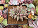 Pachyphytum 'Angels Finger' 2"-3" Cluster Succulent Plant
