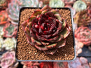 Echeveria Agavoides 'Eclipse' 3" Succulent Plant