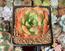 Echeveria Agavoides sp. 3" Succulent Plant