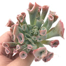 Echeveria ‘Trumpet Pinky’ Large 4" Rare Succulent Plant