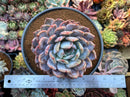 Echeveria 'Orange Monroe' 5"-6" Powdery Large Succulent Plant