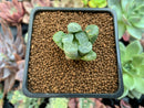 Haworthia Maughanii 'Mirage' 1" Succulent Plant