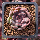 Echeveria Agavoides 'Magic Plot' 1" Succulent Plant