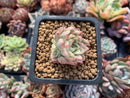 Echeveria 'Mebina' Variegated Cluster 1" Small Succulent Plant