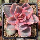 Echeveria 'Rainbow' Variegated 2" Succulent Plant