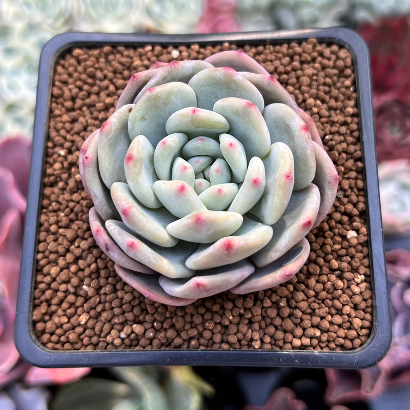 Echeveria 'Ariel' 2