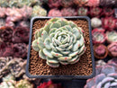 Echeveria 'White Farm' 2" Succulent Plant