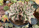 Echeveria 'Madiba' 6" Large Cluster Succulent Plant