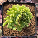 Sedum 'Pachyphyllum' Crested 3" Succulent Plant