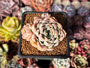 Echeveria Hybrid sp. 1"-2" Succulent Plant
