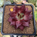 Echeveria Agavoides 'Luming' 3" Succulent Plant
