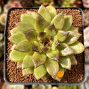 Echeveria 'Black Rose' Hybrid 2" Succulent Plant