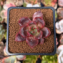 Echeveria 'Red Champaign' 1" New Hybrid Succulent Plant