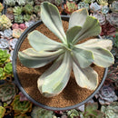Echeveria 'Pampoteus' Variegated 6" Very Large (Not Jocelyn's Joy Variegated) Rare Succulent Plant