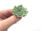 Echeveria 'Hearts Choice' 1" Small Rare Succulent Plant