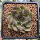 Echeveria Agavoides 'Black Rose' 2" Succulent Plant