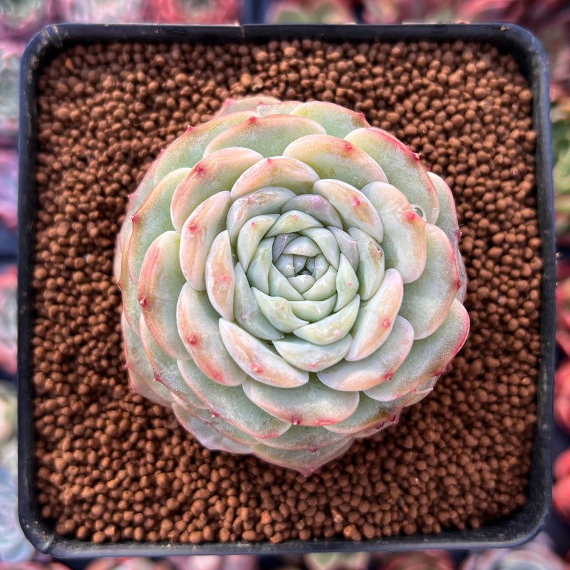 succulent wild love Echeveria 'Pure Love' 2"-3" Succulent Plant – True Succulents Plant Co