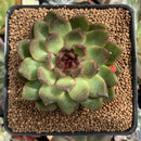 Echeveria Agavoides 'Black Queen' 2"-3" Succulent Plant