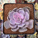Echeveria 'Perle von Nurnberg' Variegated 2"-3" Succulent Plant