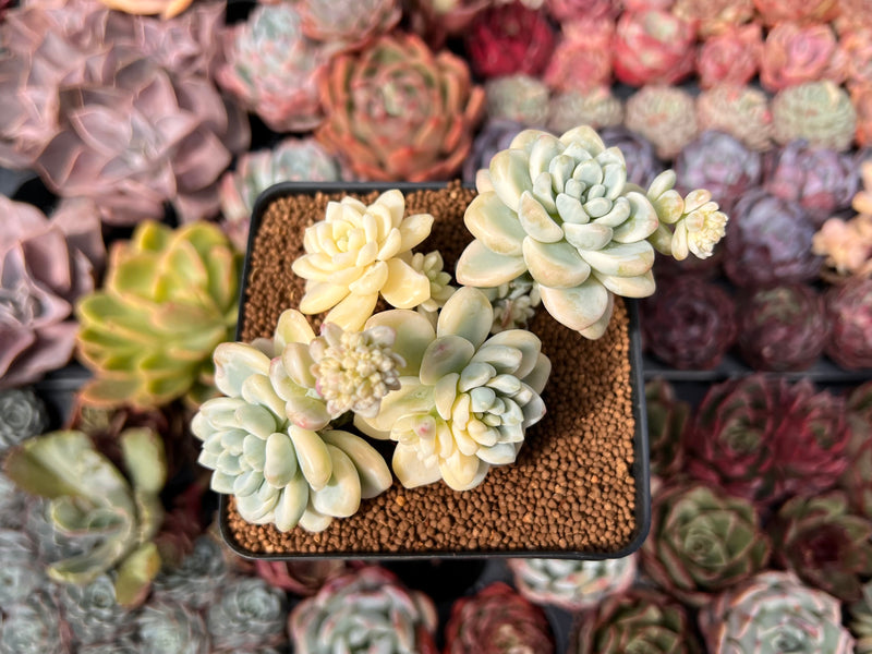 sedum clavatum succulent Sedum 'Clavatum' Variegated 3"-4" Cluster Succulent Plant – True Succulents  Plant Co
