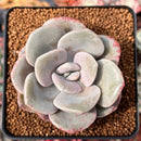 Echeveria 'Roma' 2" Succulent Plant