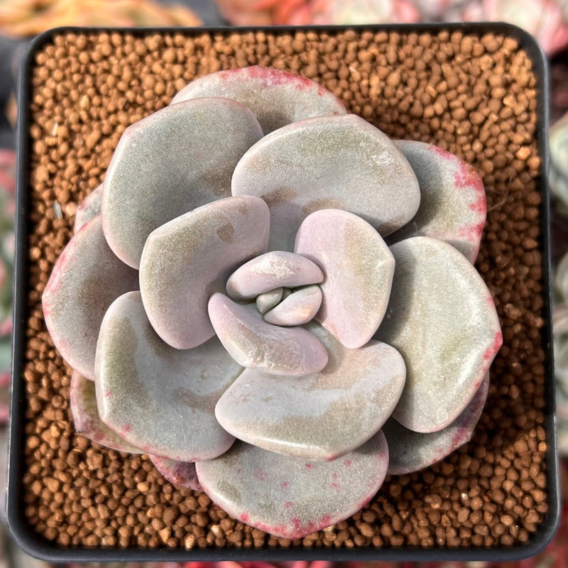 roma succulent Echeveria 'Roma' 2