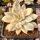 Echeveria 'Esther' Variegated 2" Succulent Plant