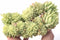 Graptoveria Fanfare Crested Cluster 6” Rare Succulent Plant