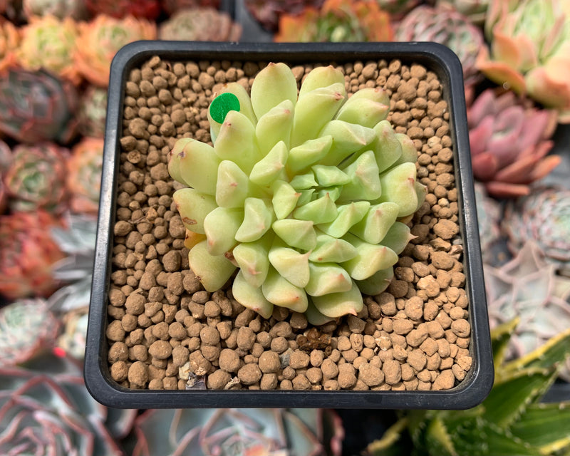 succulents ireland shop Echeveria 'Irish Mint' 2" Succulent Plant – True Succulents Plant Co