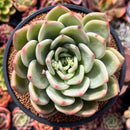 Echeveria 'White Champaign' 4" Succulent Plant