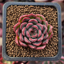 Echeveria sp. 1" Succulent Plant